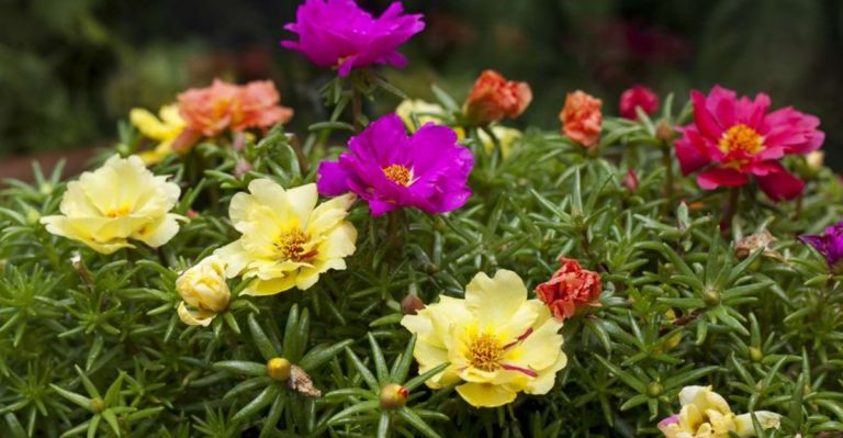 23 Heat-Tolerant Flowers You Can Still Plant in Late May for Summer Color