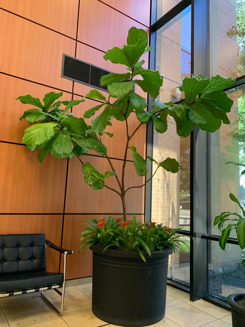 Fiddle Leaf Fig