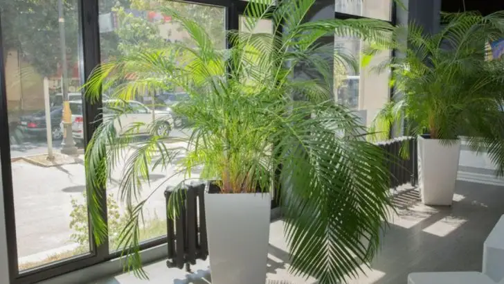 23 Law Office Plants That Actually Impress Clients (Attorney-Approved)