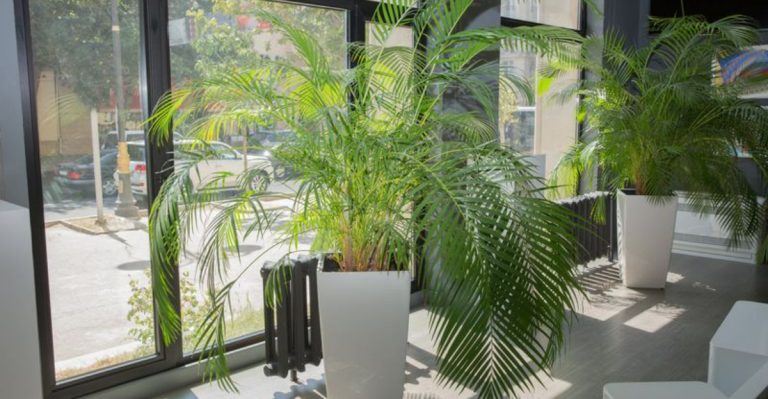 23 Law Office Plants That Actually Impress Clients (Attorney-Approved)