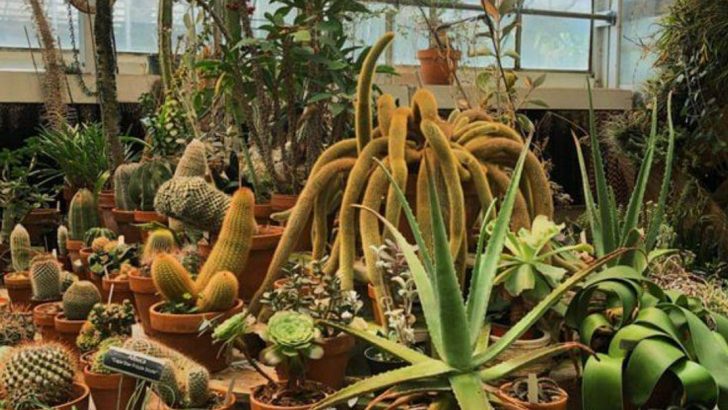 23 Plants That Thrive While You’re Away All Summer