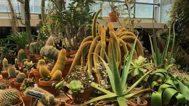 23 Plants That Thrive While You’re Away All Summer