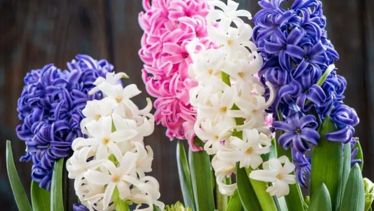 23 Flowers That Used to Grow in Every Garden