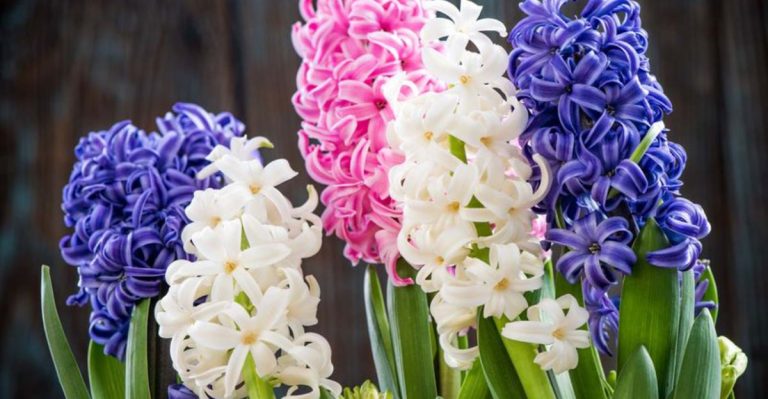 23 Flowers That Used to Grow in Every Garden