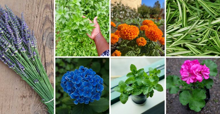 23 Plants That Make Your Patio Perfect for Summer Entertaining