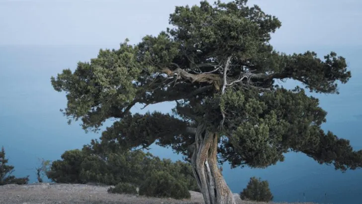 24 Biblical Plants That Create a Christian Meditation Garden