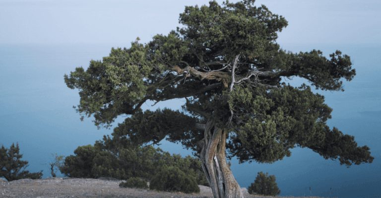 24 Biblical Plants That Create a Christian Meditation Garden