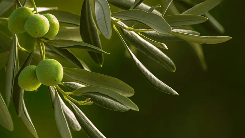 Olive Tree