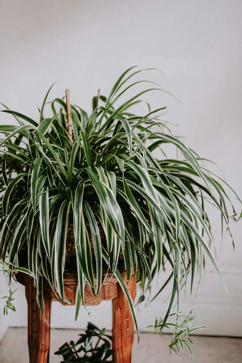 Spider Plant