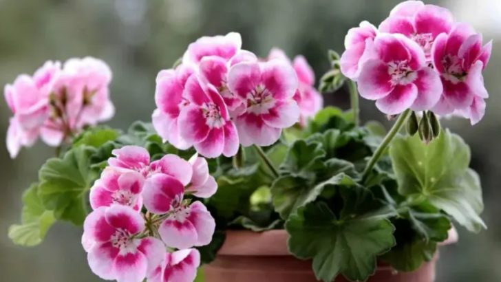 24 Classroom Plants That Boost Student Focus (Teacher-Approved)