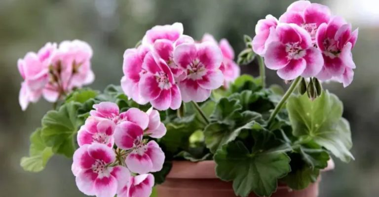 24 Classroom Plants That Boost Student Focus (Teacher-Approved)