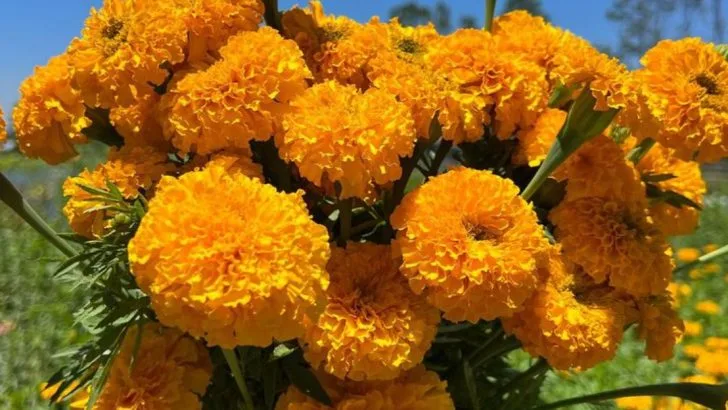 24 Flowers That Keep Blooming Even When Others Are Done for the Season