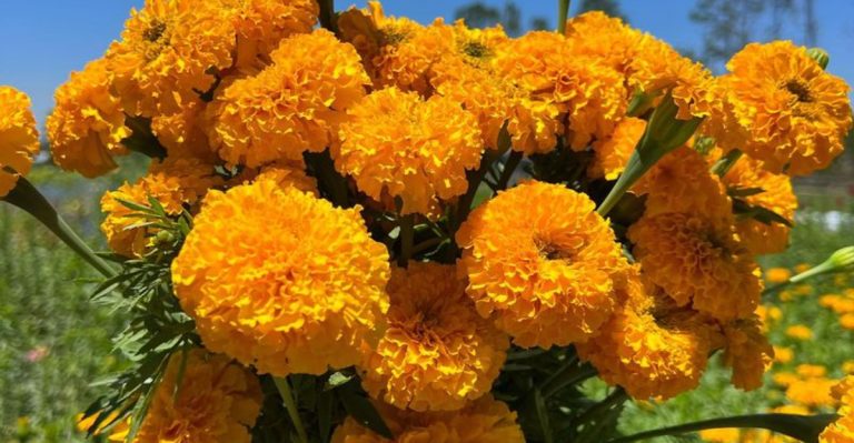 24 Flowers That Keep Blooming Even When Others Are Done for the Season