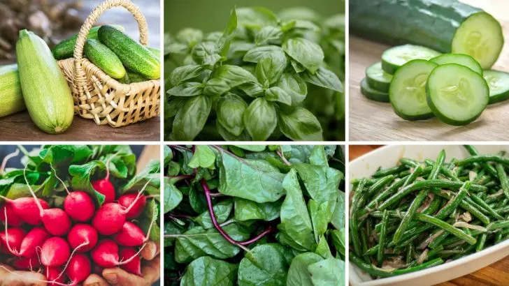 24 Last-Chance Plants You Can Still Start in June (Before It’s Too Late)