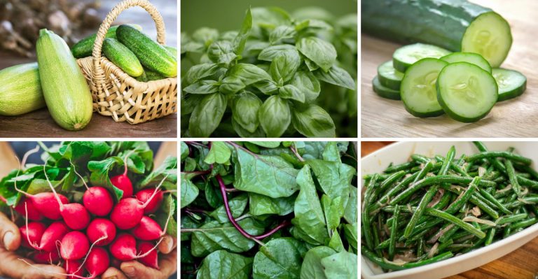 24 Last-Chance Plants You Can Still Start in June (Before It’s Too Late)