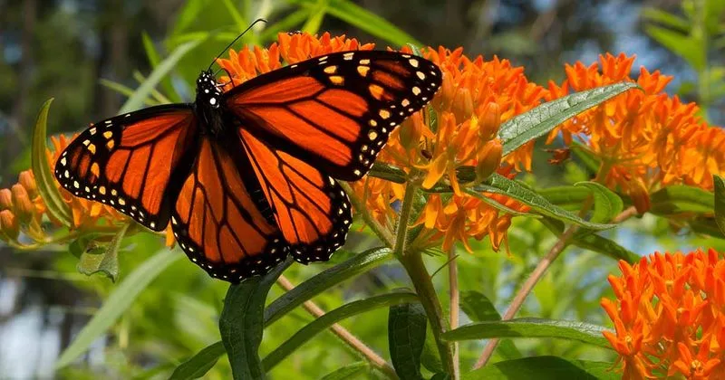 Milkweed