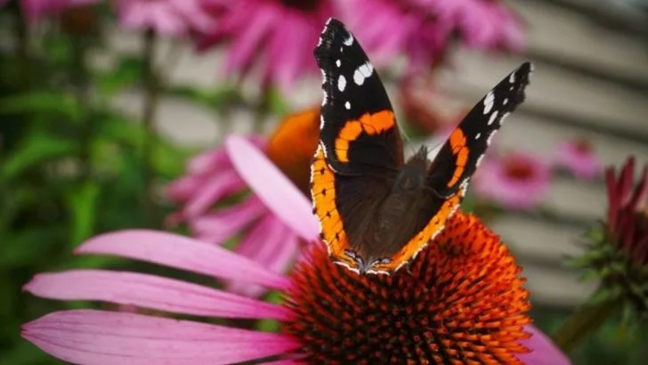 25 Butterfly Plants That Outperform Any Garden Center Mix