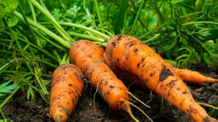25 Easy-to-Grow Plants That Can Feed a Family When Money’s Tight
