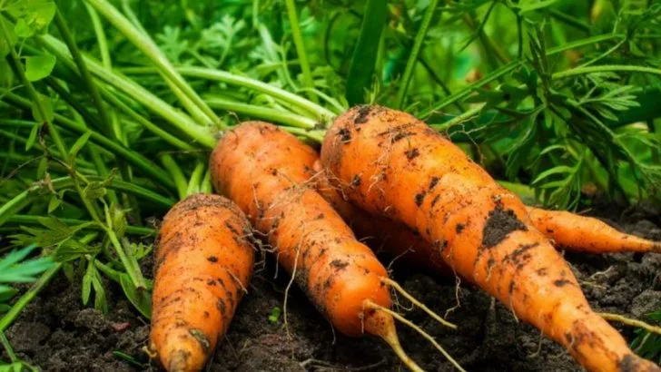 25 Easy-to-Grow Plants That Can Feed a Family When Money’s Tight