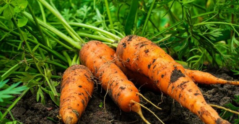 25 Easy-to-Grow Plants That Can Feed a Family When Money’s Tight