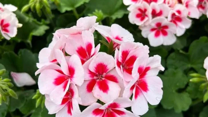 25 Best Annuals for Full Sun