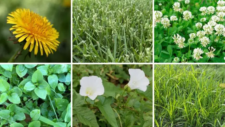 25 Common Weeds Found in Lawns and Gardens (And How to Control Them)