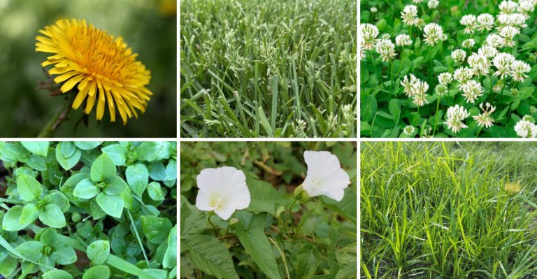 25 Common Weeds Found in Lawns and Gardens (And How to Control Them)