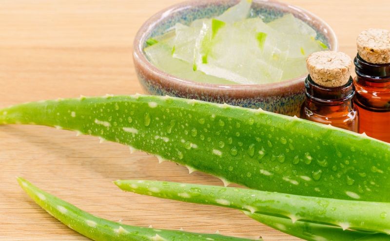 Aloe Vera