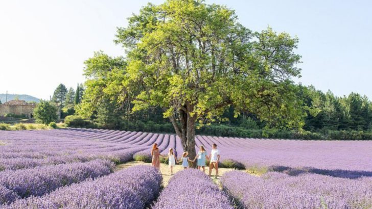 26 Plants That Actually Survive June’s Sudden Temperature Swings