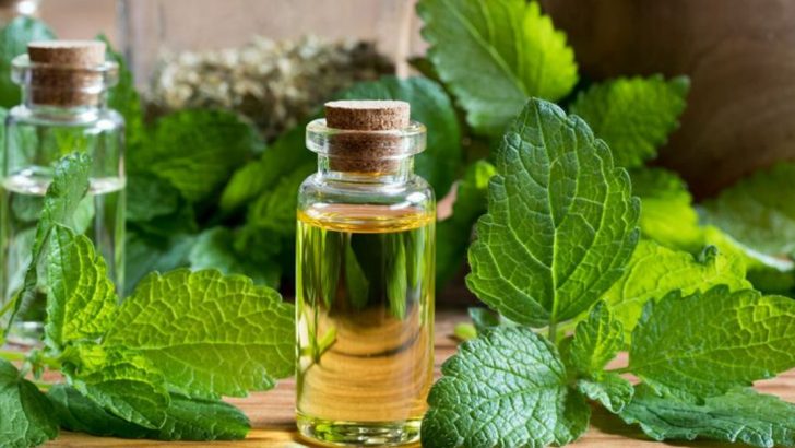 27 Hospital-Safe Plants That Actually Improve Patient Recovery