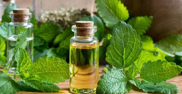 27 Hospital-Safe Plants That Actually Improve Patient Recovery