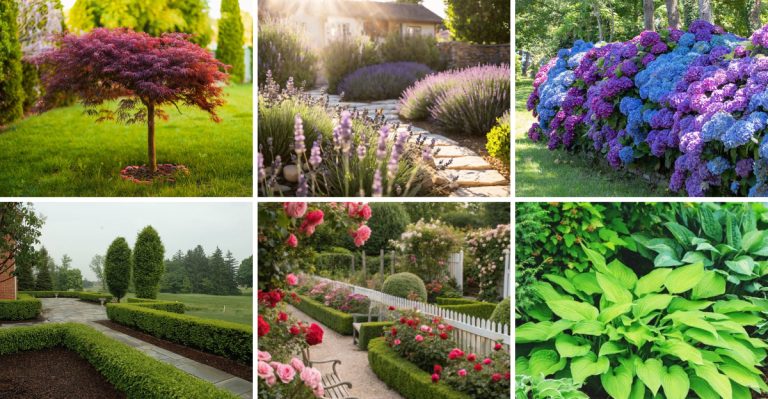 28 Plants That Make Your Yard Look Like You Hired a Professional