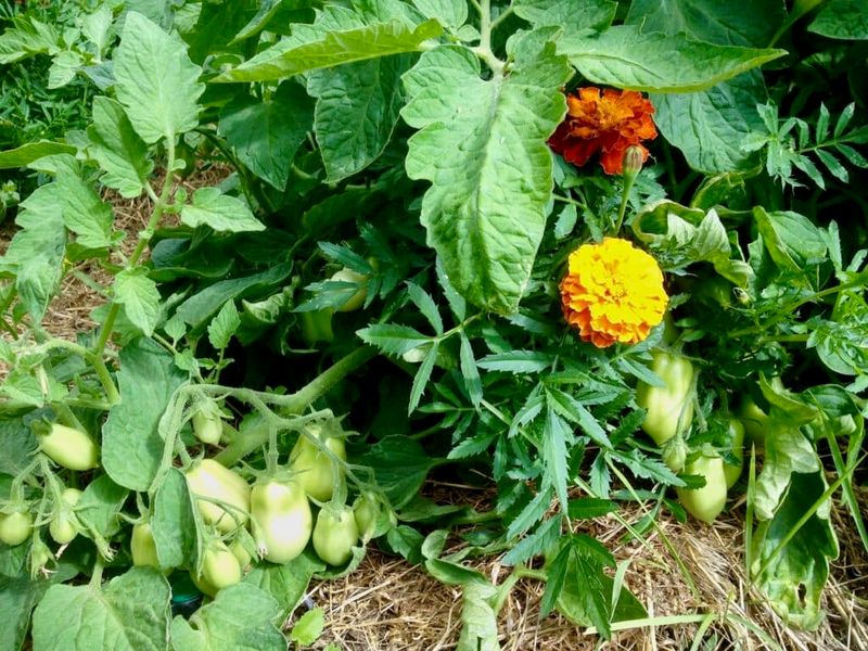 3. Mixing Conflicting Plants