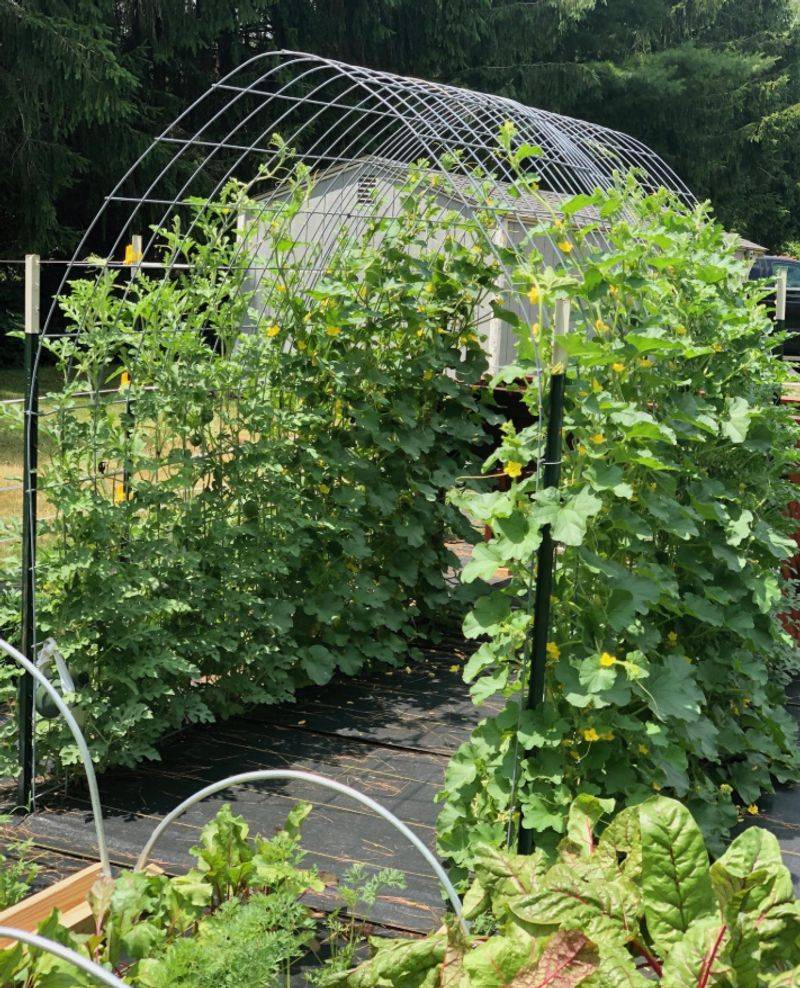 4. Planting Without Rotation
