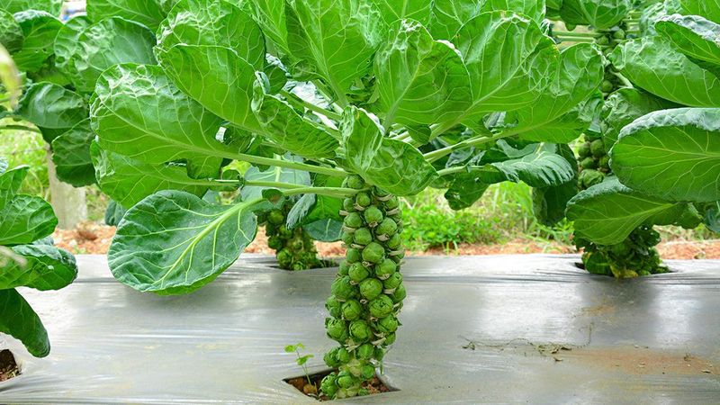 5. Watering Wisely