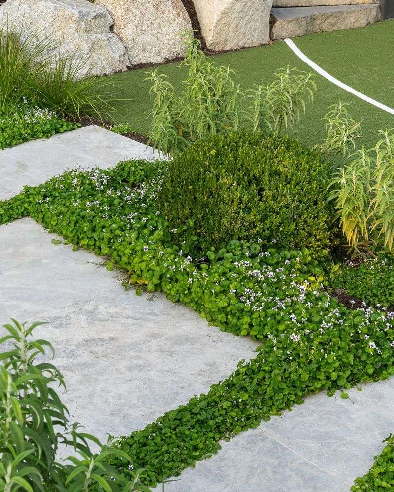 5. Ground Cover Plants