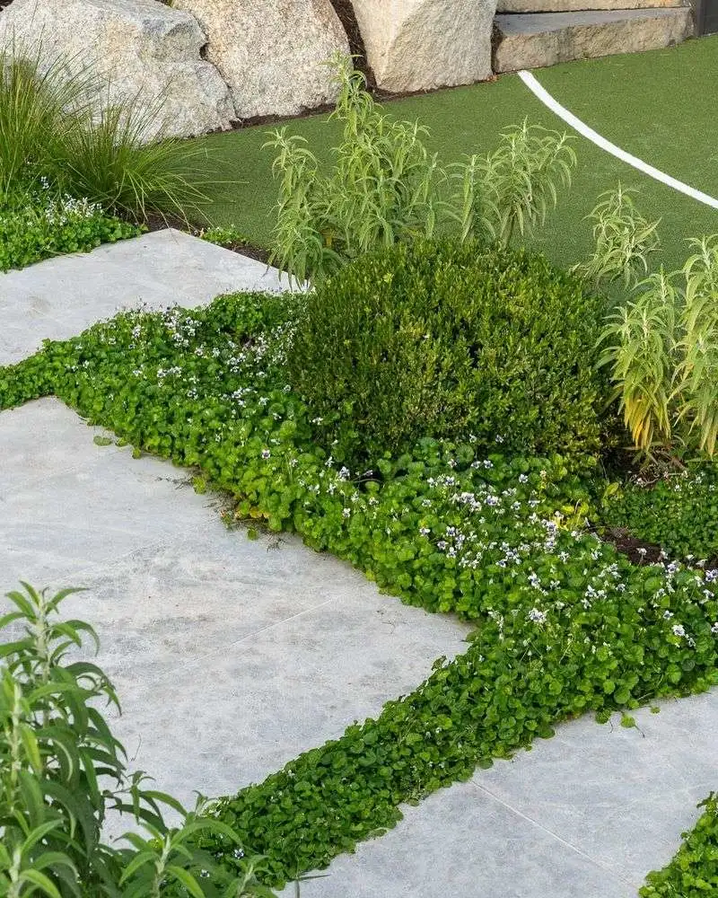 5. Ground Cover Plants
