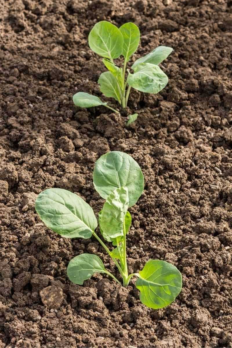 6. Recognizing Growth Stages