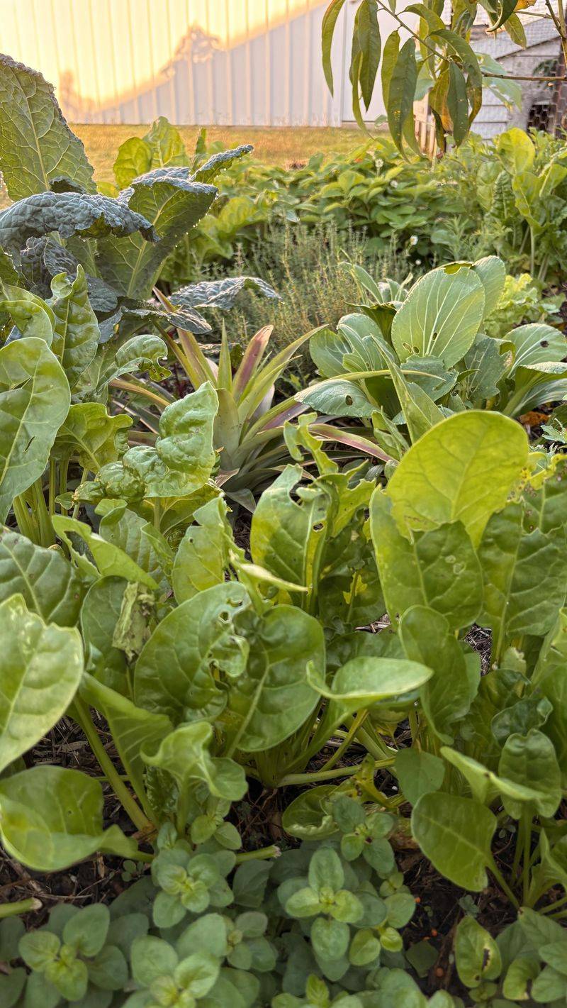 6. Companion Planting