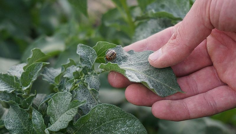 6. Forgetting Beneficial Insects