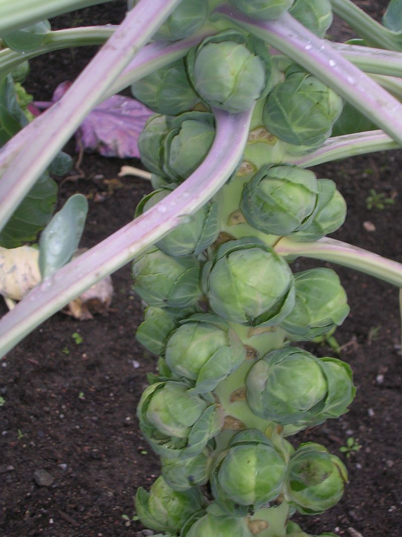 7. Fertilization Techniques