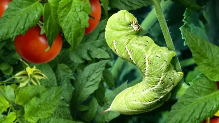 7 Vegetables That Attract Every Pest Around (And 7 That Get Left Alone)