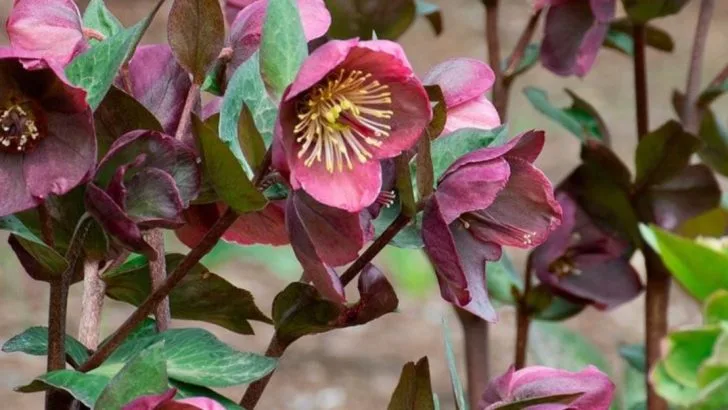 7 Perennials That Bloom Through Frost (And 7 That Die at the First Chill)