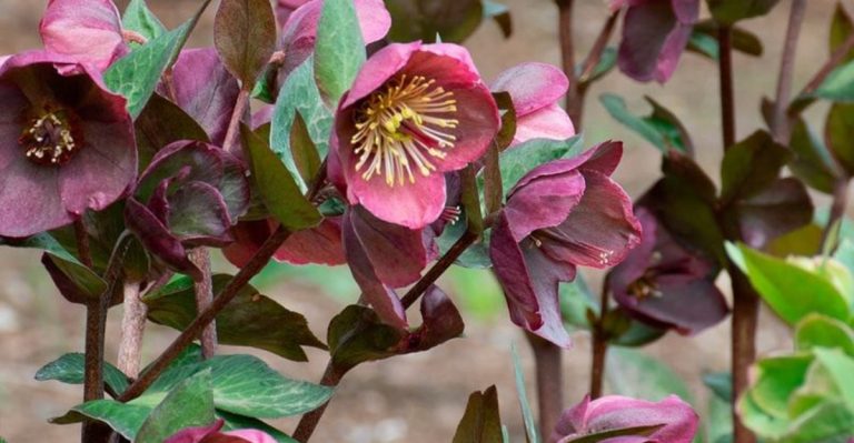 7 Perennials That Bloom Through Frost (And 7 That Die at the First Chill)