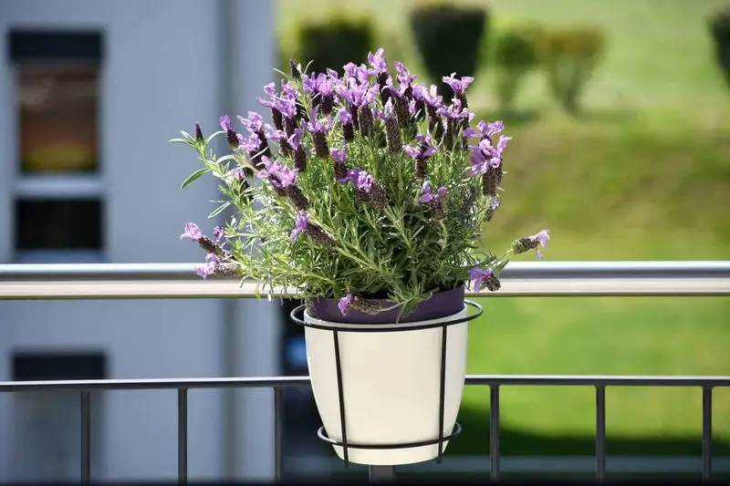 Lavender