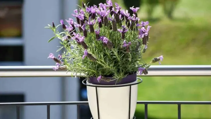 8 Popular Balcony Plants That Dry Out Too Fast (And 8 That Handle Heat Like Pros)