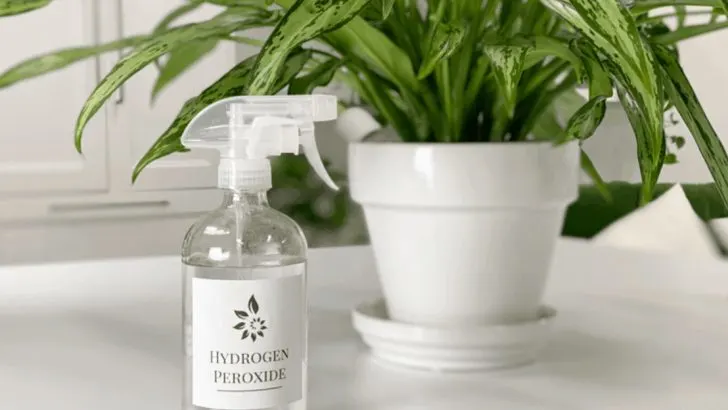 8 Times Hydrogen Peroxide Saved My Plants (and 5 Times I Regretted It)
