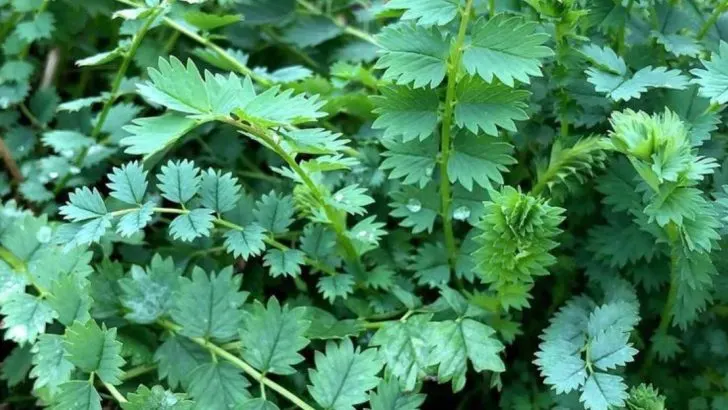 8 Herbs That Sound Useful But Rarely Get Harvested (And 8 That You’ll Actually Use)