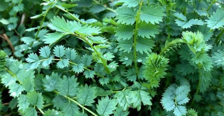 8 Herbs That Sound Useful But Rarely Get Harvested (And 8 That You’ll Actually Use)