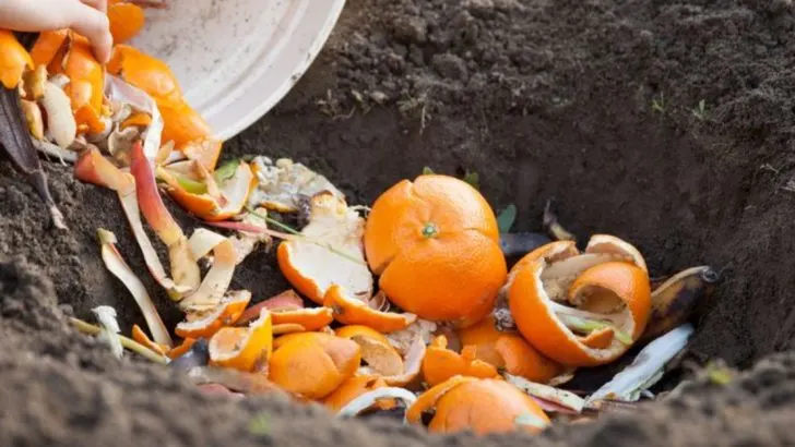 8 Types of Compost That Smell Great and Feed Your Plants Faster